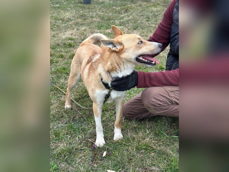 Nico, geboren 01.05.2023, 54cm sucht aktive Menschen