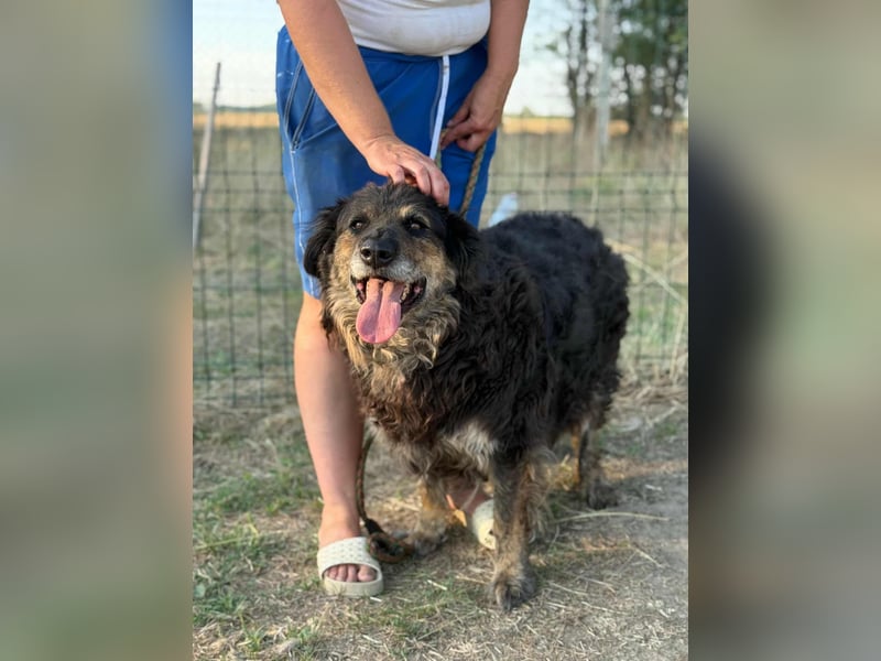 Teddy, 01.2021 geboren, 56cm sucht sein für immer Zuhause