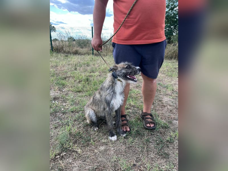 Freddy, geboren 01.09.2024, 54cm sucht sein seine Menschen