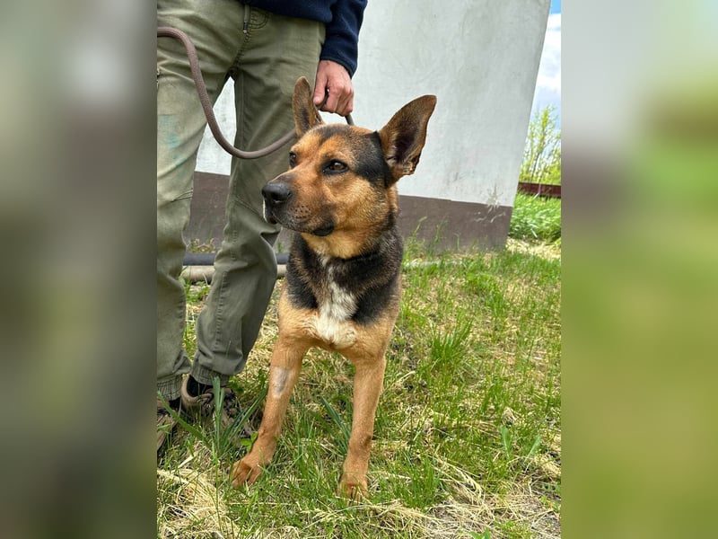 Mancs, geboren 22.04.2022, 56cm sucht seine Menschen