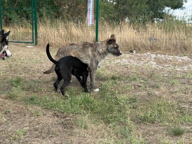 Freddy, geboren 01.09.2024, 54cm sucht sein seine Menschen