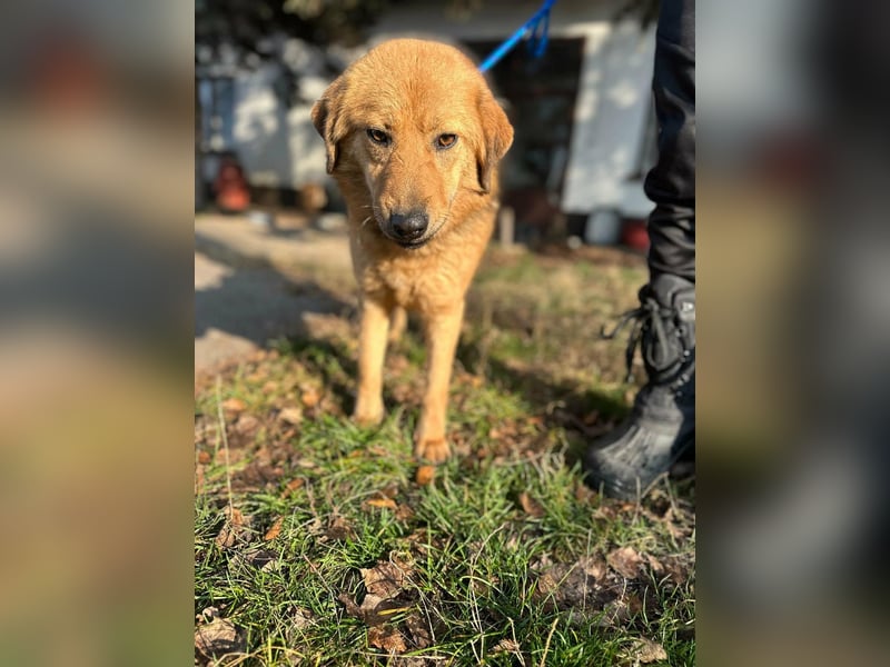 Debi, geboren 01.06.2024, 56cm sucht ihr Zuhause