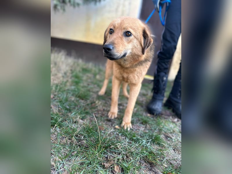 Debi, geboren 01.06.2024, 56cm sucht ihr Zuhause