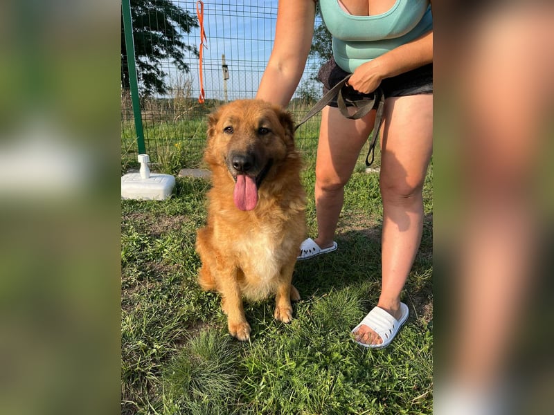 Zsömle, geboren 25.03.2021, 56cm sucht seine Menschen