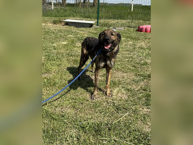 Samy , geb. 05.08.2022, 56 cm möchte noch viel mit seinen Menschen erleben