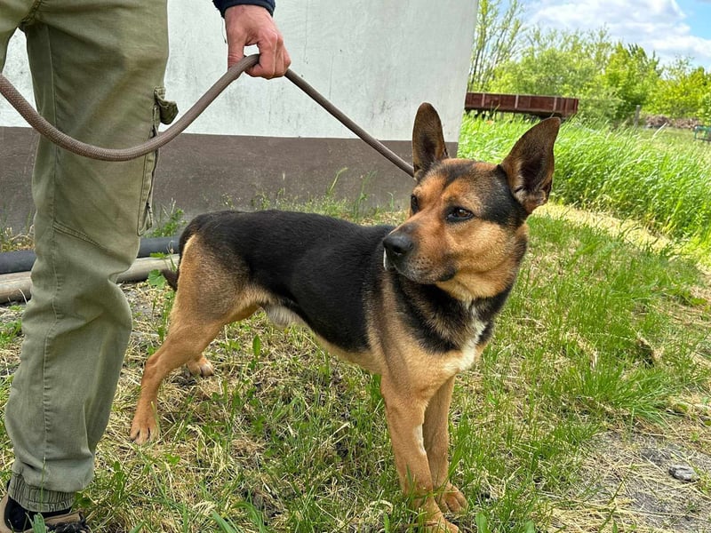 Mancs, geboren 22.04.2022, 56cm sucht seine Menschen