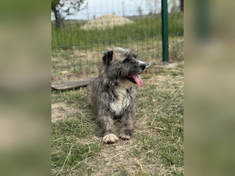Fredy, geb. 01.09.2024, 54 cm, wartet auf seine Chance