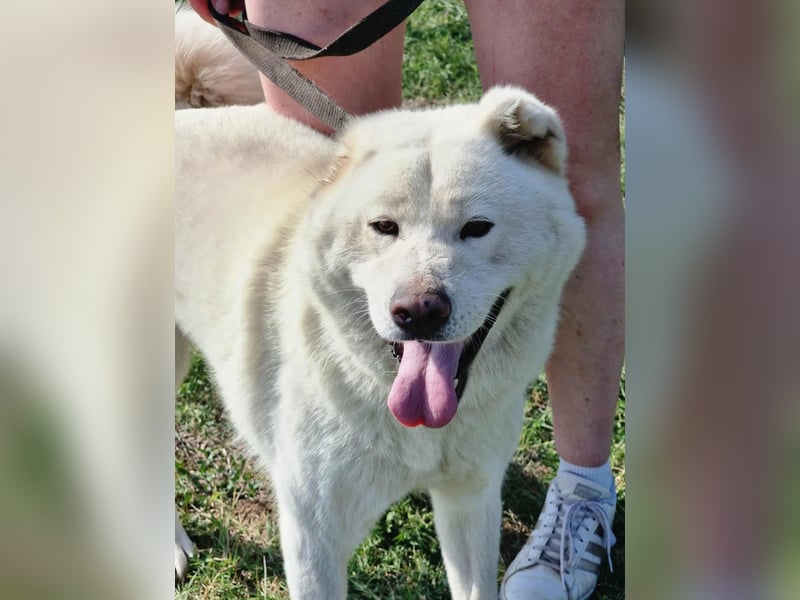 Zuzu, geb 01.2018, 59cm, sucht ihr liebevolles zu Hause