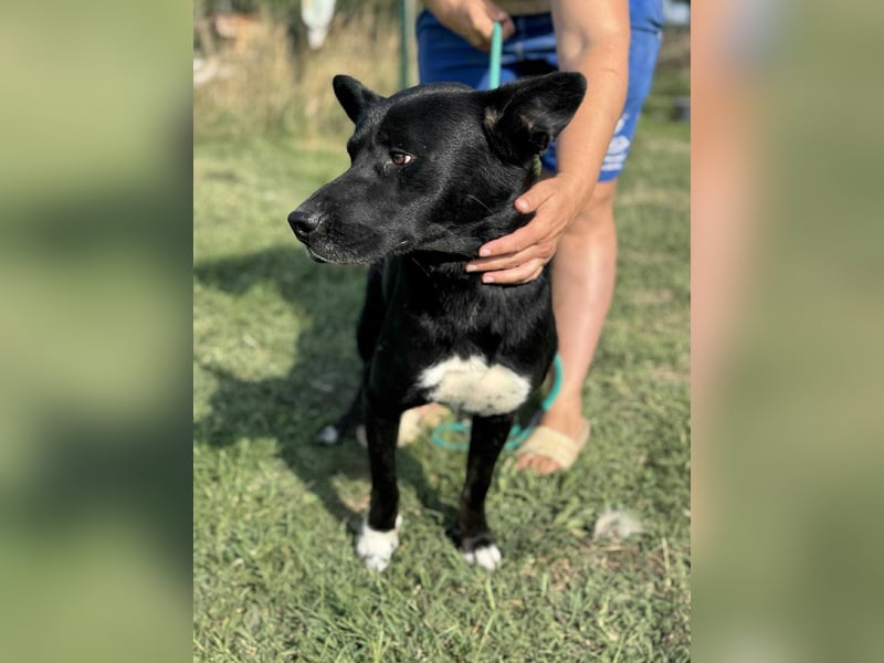 Osiris, geboren 04.02.2023, 57cm sucht sein Für-immer-Zuhause