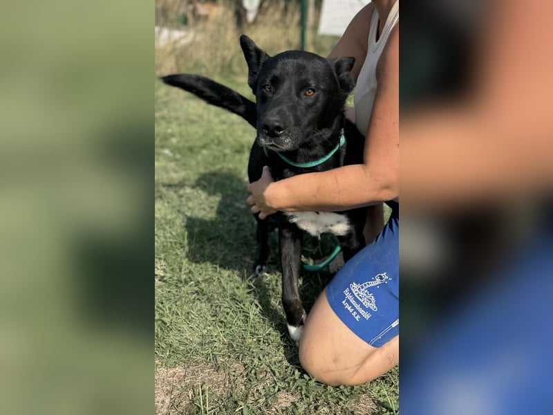 Osiris, geboren 04.02.2023, 57cm sucht sein Für-immer-Zuhause