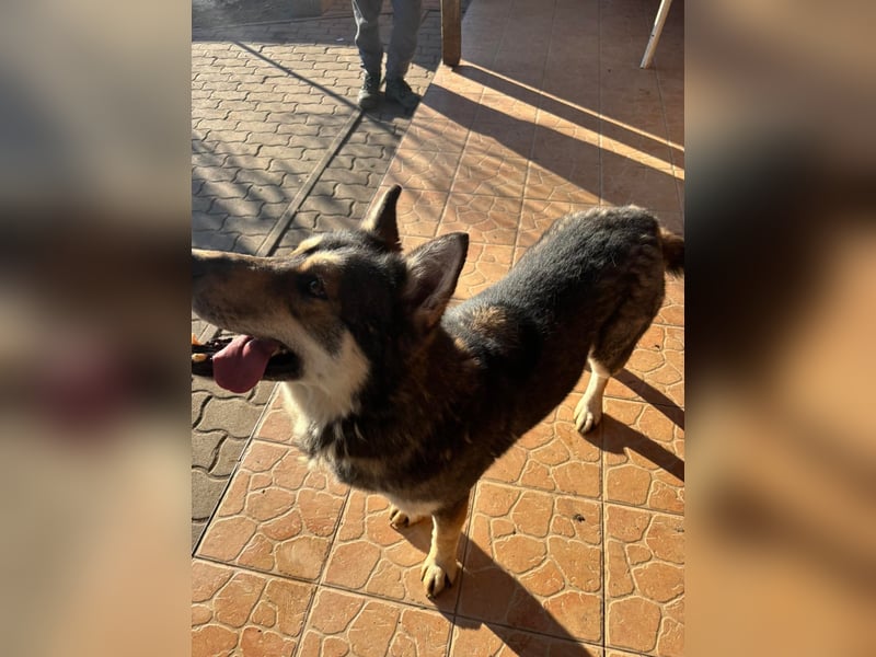 Catrina, geboren 06.01.2022, 60cm sucht neues Zuhause