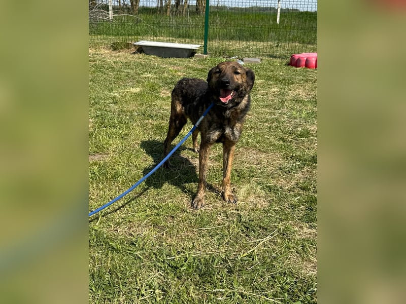 Samy, geb. 08.2022, 56cm, sucht liebevolle Menschen