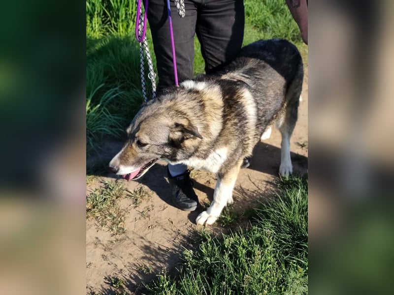 Sunny, geb. 01.12.2019, 58 cm, wartet auf ihre Chance