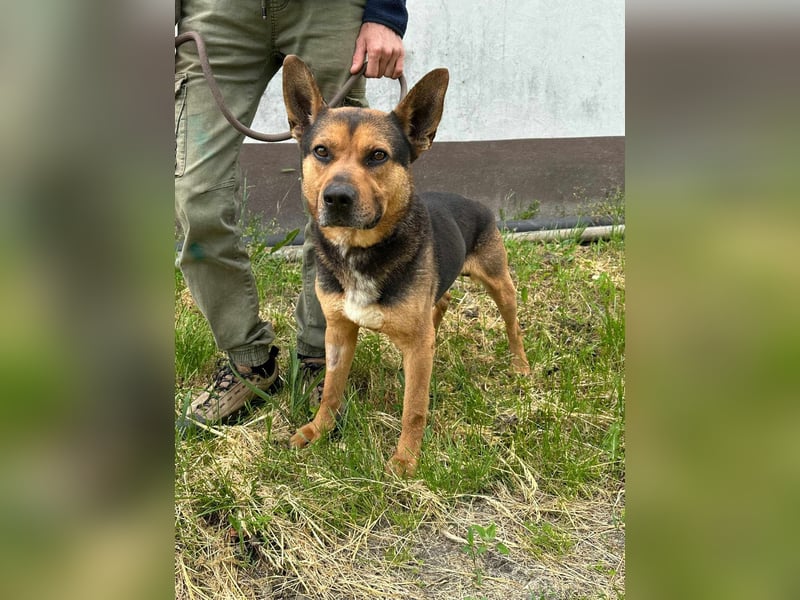 Mancs, geboren 22.04.2022, 56cm sucht seine Menschen