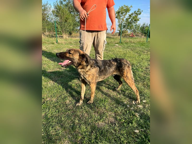 Samy, geboren 05.08.2022, 56cm sucht sein Zuhause