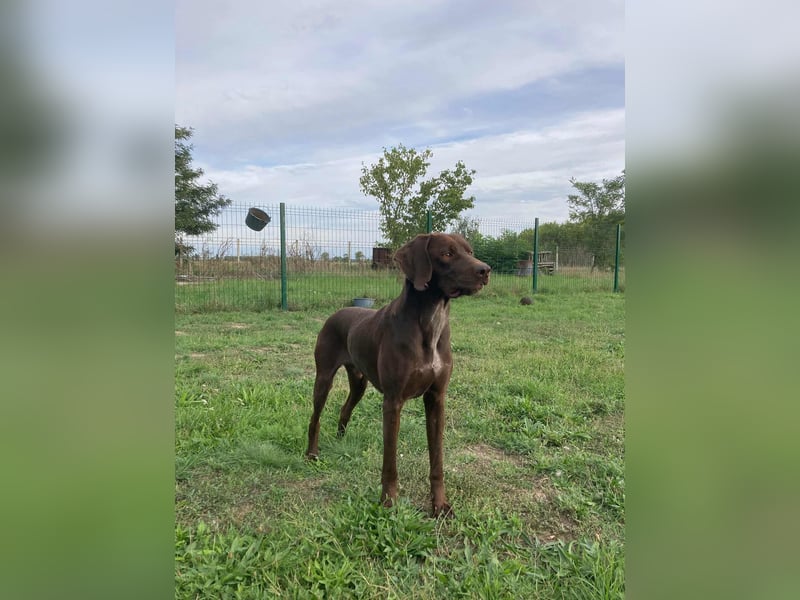 Csoki, geboren 01.08.2022, 61cm sucht Menschen mit Herz