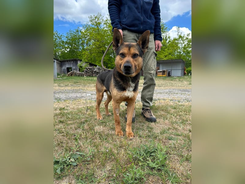 Mancs, geboren 22.04.2022, 56cm sucht seine Menschen