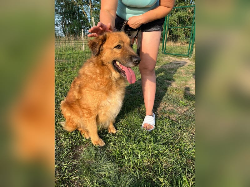 Zsömle, geboren 25.03.2021, 56cm sucht seine Menschen