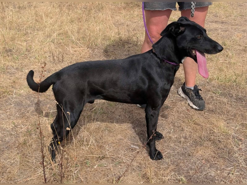 Herceg, geboren 01.06.2021, 60cm sucht sein Plätzchen