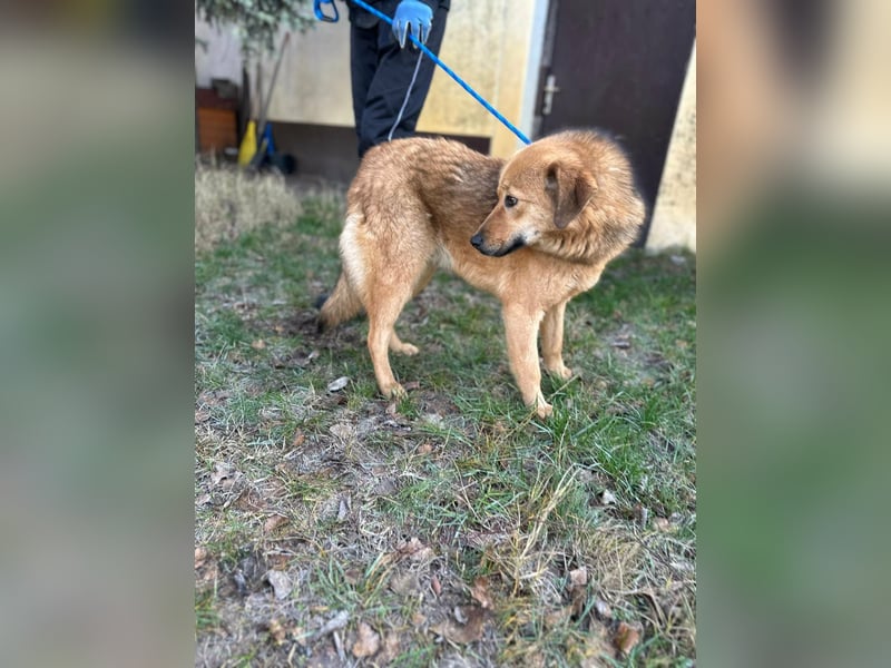 Debi, geboren 01.06.2024, 56cm sucht ihr Zuhause