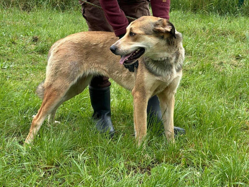 Fehej, geb. 03.2023, 53cm, voller Lebensfreude, sucht ihr für immer Körbchen
