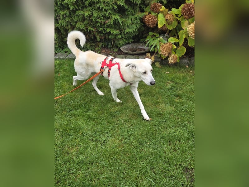Simon sucht Dich geb.03./21