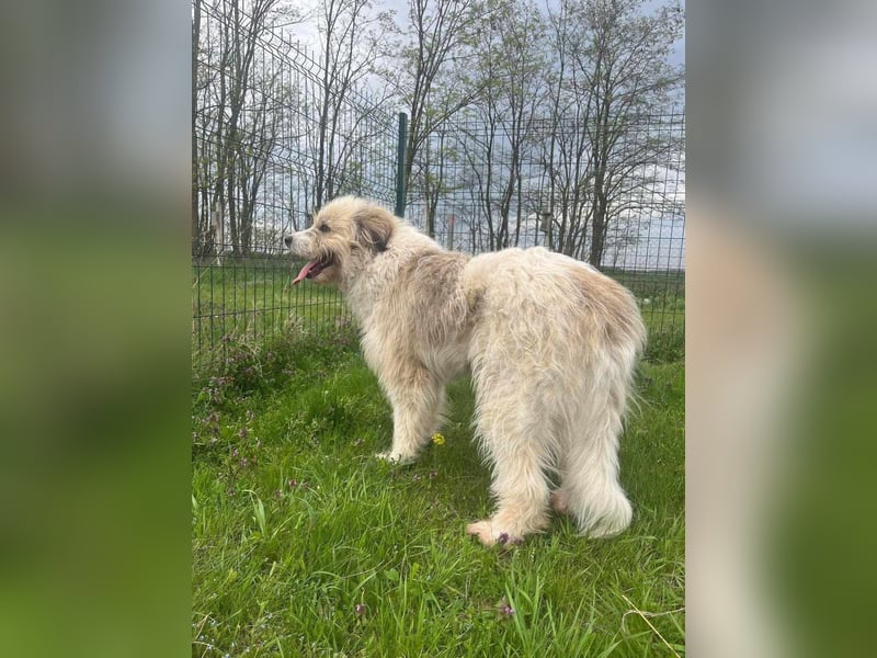 Zelda, geboren 01.06.2022, 62cm sucht ihr Glück