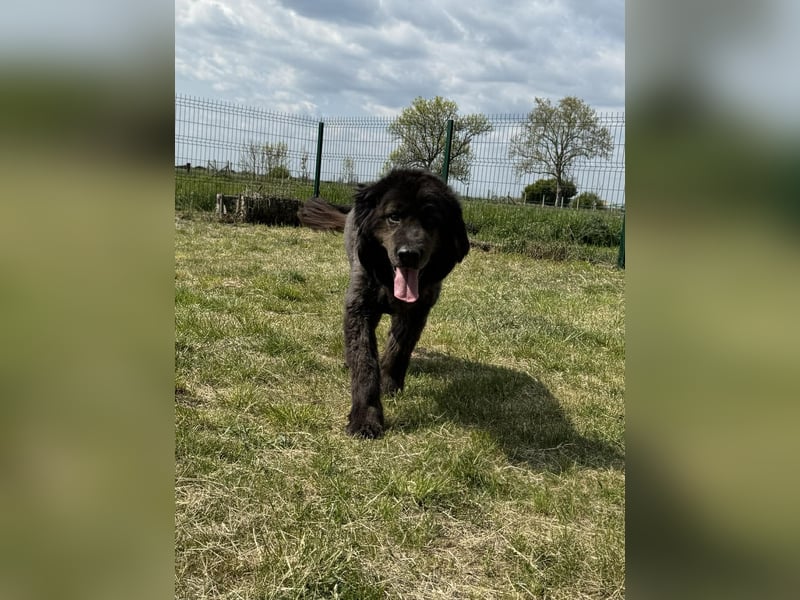 Bruce, geboren 01.01.2019, 59cm sucht seine Menschen