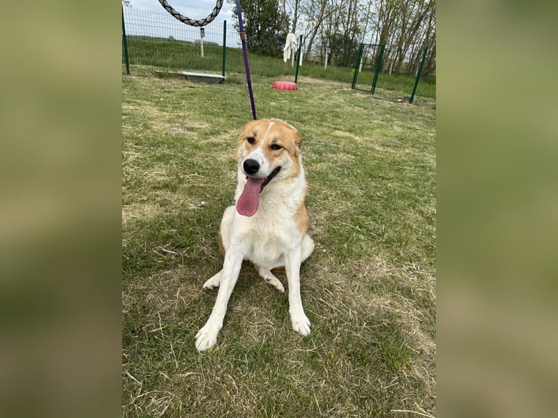 Marley, geboren 01.12.2023, 58cm sucht Menschenherzen