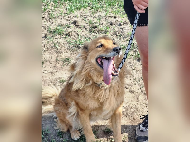 Merlin, geboren 01.03.2021, 58cm sucht sein Körbchen