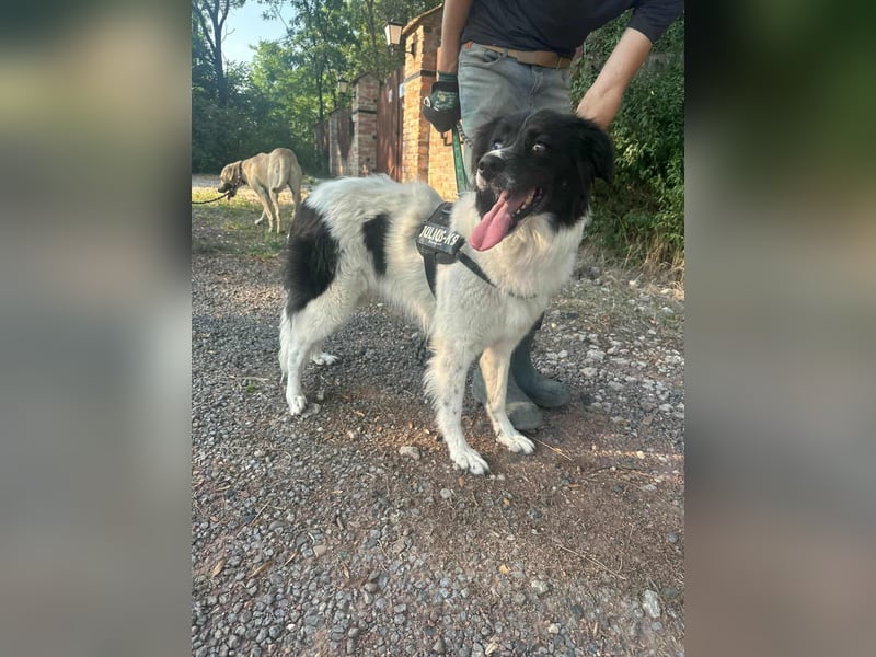 Monn, geboren 2021, 60cm sucht ihr Körbchen