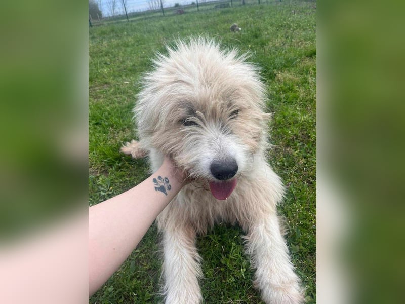 Zelda, geboren 01.06.2022, 62cm sucht ihr Glück