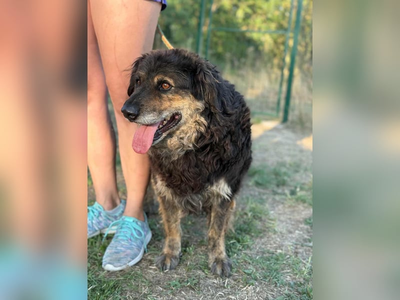 Teddy, 01.2021 geboren, 56cm sucht sein für immer Zuhause