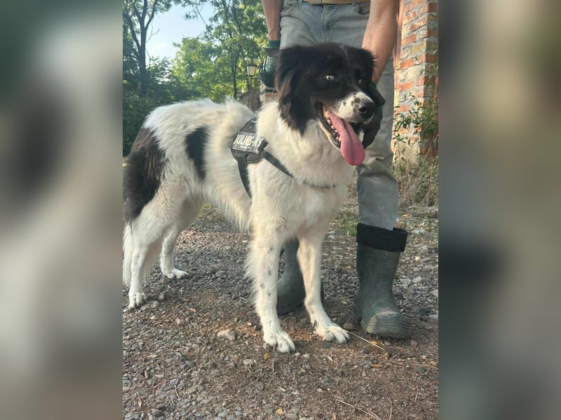 Monn, geboren 2021, 60cm sucht ihr Körbchen