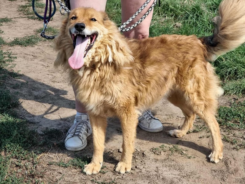Merlin, geboren 01.03.2021, 58cm sucht sein Körbchen