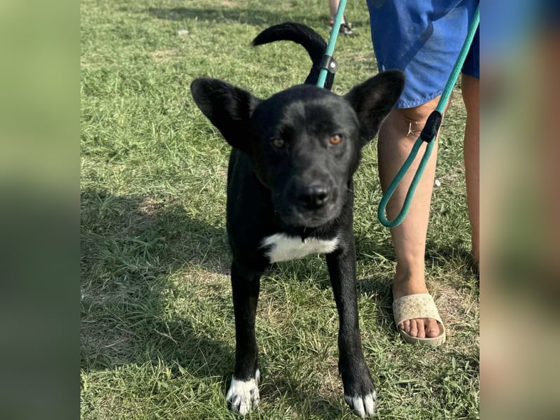 Osiris, geboren 04.02.2023, 57cm sucht sein Für-immer-Zuhause