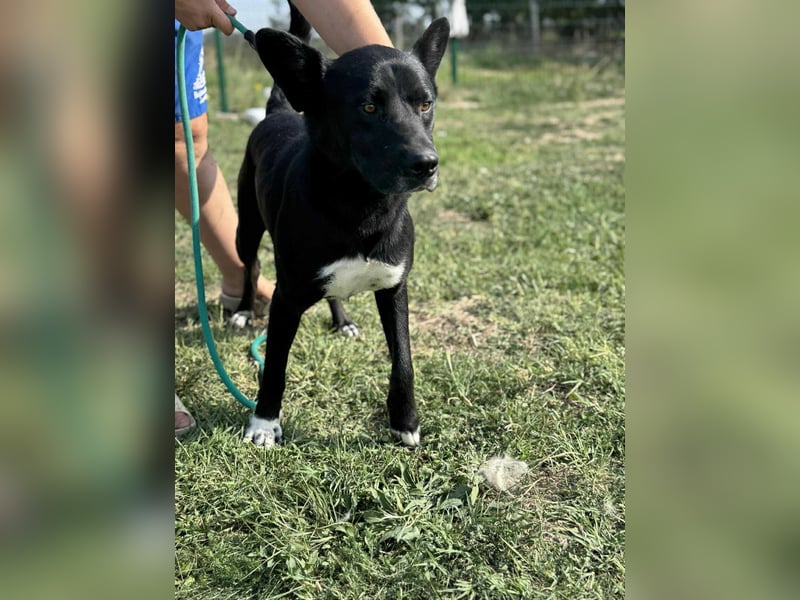 Osiris, geboren 04.02.2023, 57cm sucht sein Für-immer-Zuhause