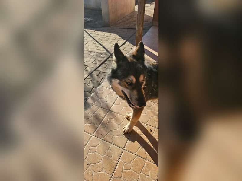 Catrina, geboren 06.01.2022, 60cm sucht neues Zuhause