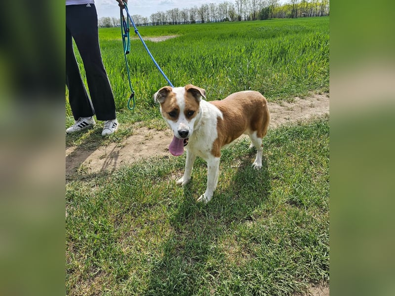 Queeny, geboren 01.01.2021, 53cm sucht verständnisvolles Zuhause