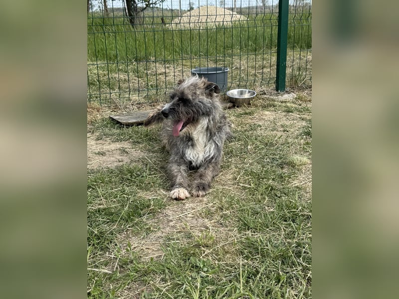 Fredy, geb. 01.09.2024, 54 cm, wartet auf seine Chance