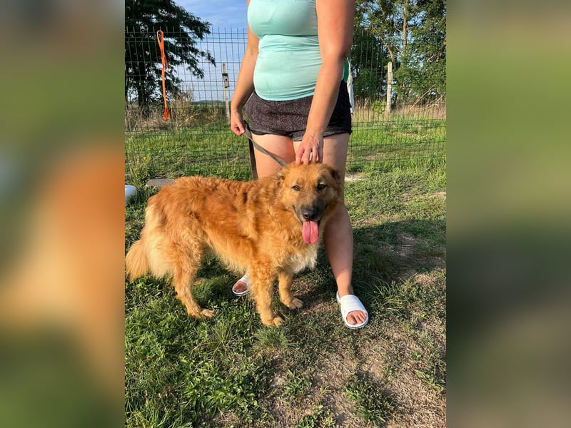 Zsömle, geboren 25.03.2021, 56cm sucht seine Menschen