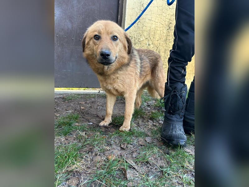 Debi, geboren 01.06.2024, 56cm sucht ihr Zuhause