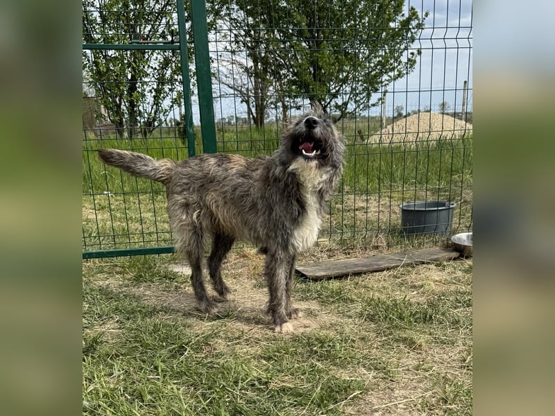 Freddy, geb. 09.2024, 54cm sucht sein seine Menschen
