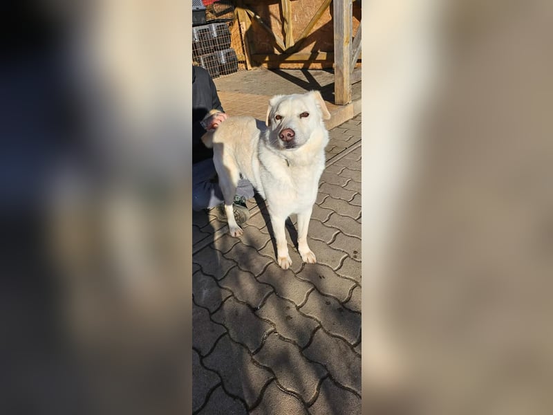 Lucky, geb. 11.2018, 58cm sucht seine Menschen