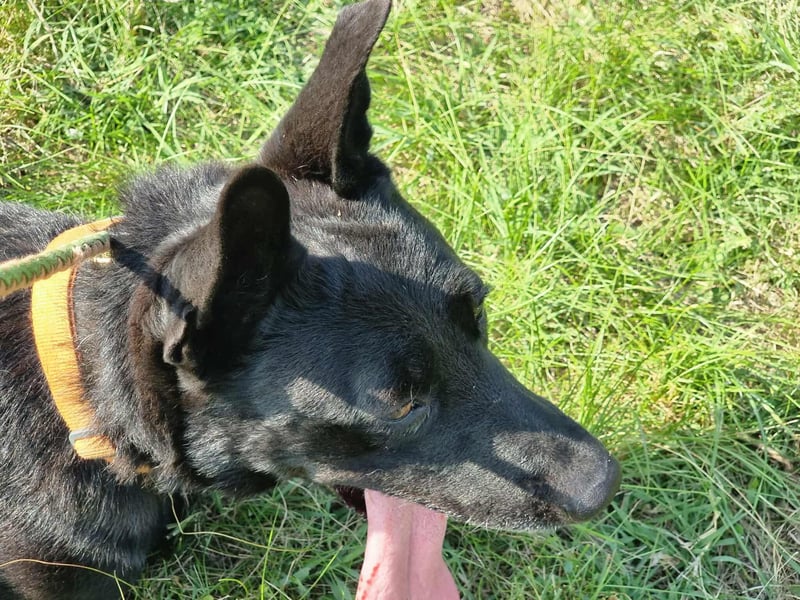 Atlas, geboren 24.05.2022, 60cm sucht sein Glück