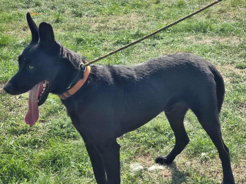 Atlas, geboren 24.05.2022, 60cm sucht sein Glück