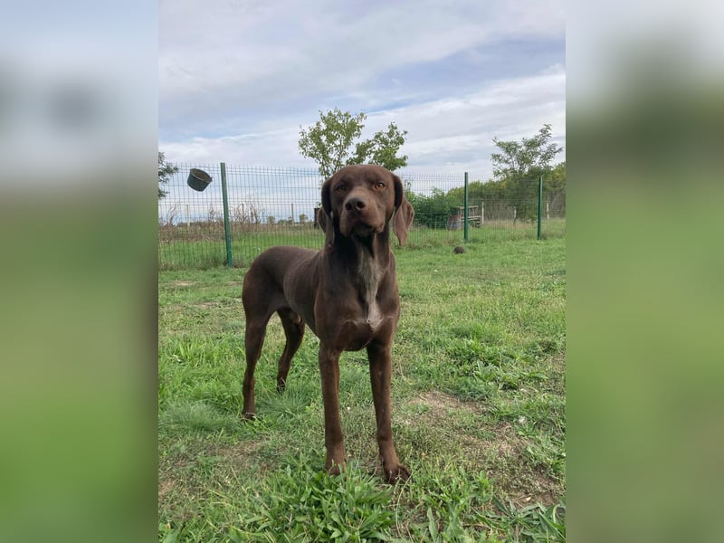 Csoki, geboren 01.08.2022, 61cm sucht Menschen mit Herz