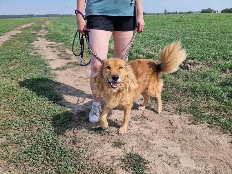 Merlin, geboren 01.03.2021, 58cm sucht sein Körbchen