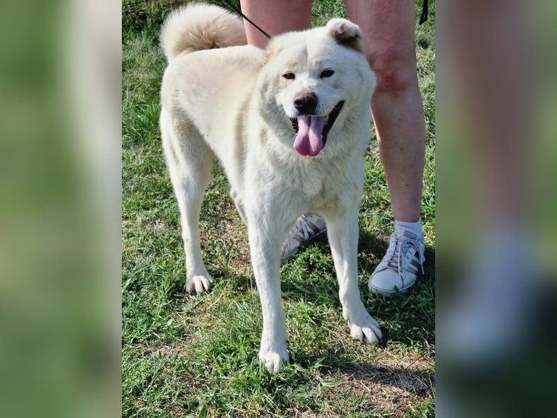 Zuzu, geboren 01.01.2018, 59cm sucht ihre Menschen