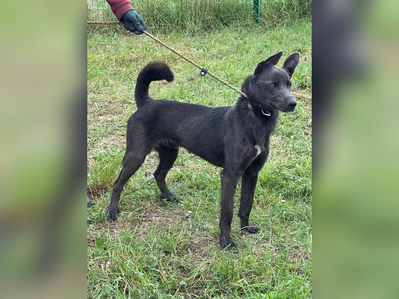 Nero, geb. 06.2024, 62cm sucht seine Weltentdecker